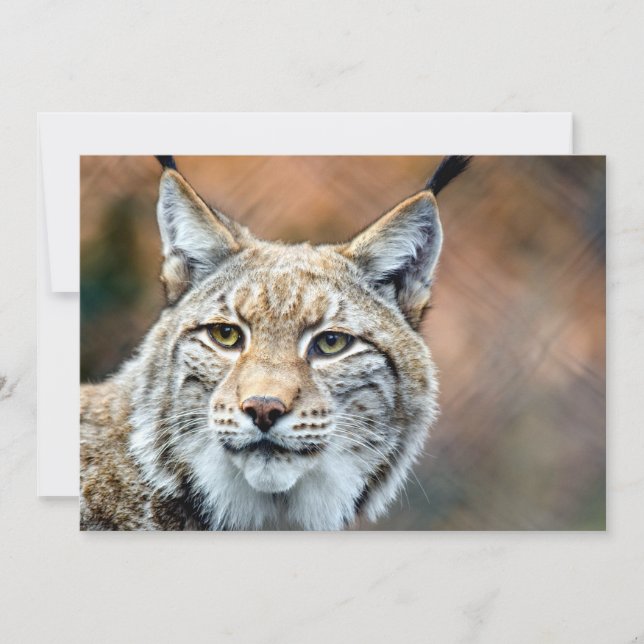 Lynx Bobcat Wildlife Predator Cat (Frente)