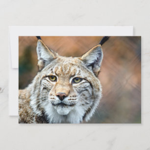 Lynx Bobcat Wildlife Predator Cat