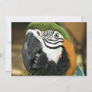 Maca azul e amarela da Amazônia