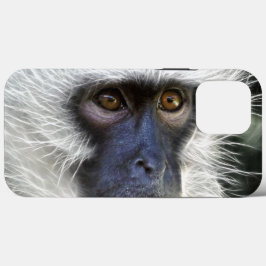 Macaco
