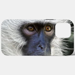 Macaco