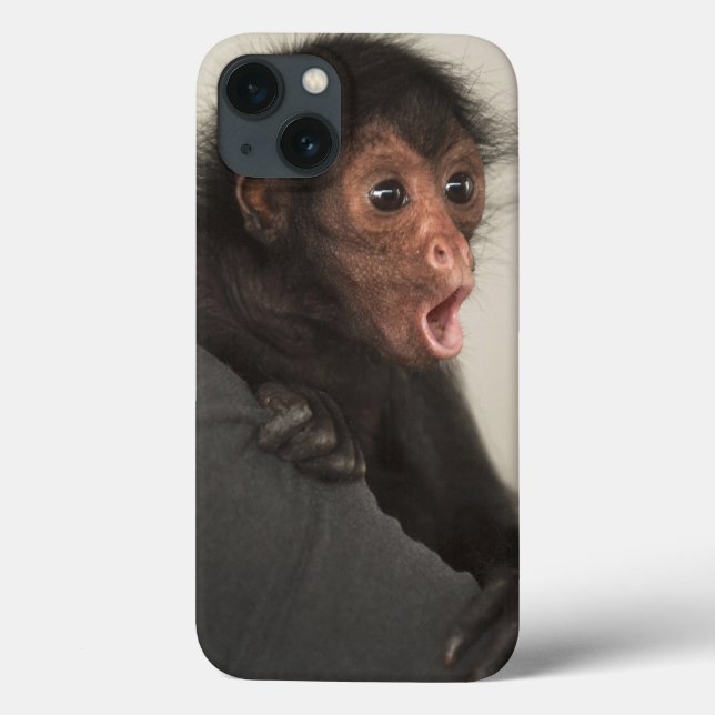 Macaco-aranha-de-cara-vermelha Ateles paniscus) (Verso)