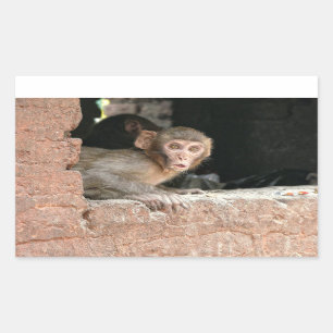 Macaco assustado com grande adesivo retangular ocu