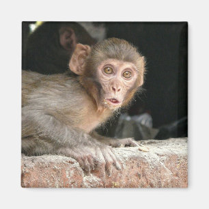 Macaco assustado com íman de olhos grandes