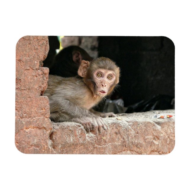 Macaco assustado com íman retangular de olhos gran (Horizontal)