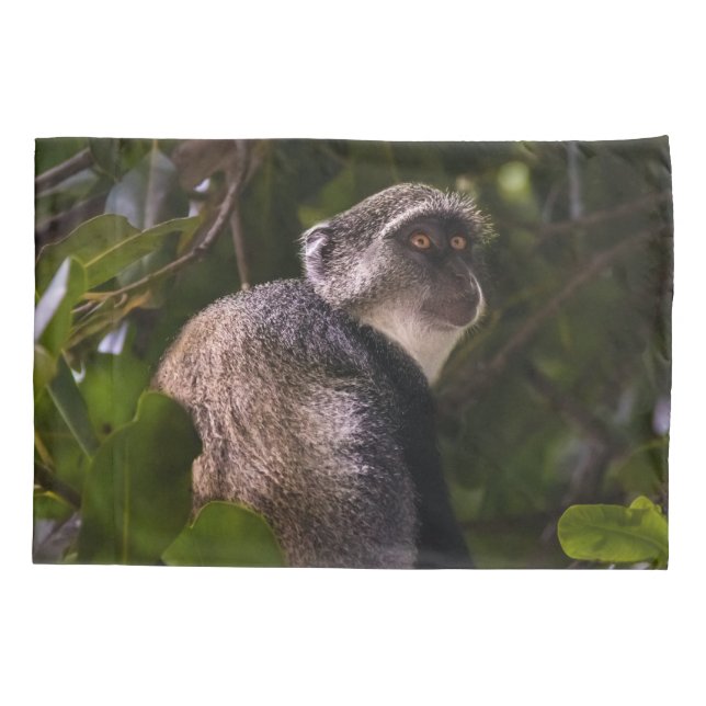 Macaco azul, Zanzibar (Verso)