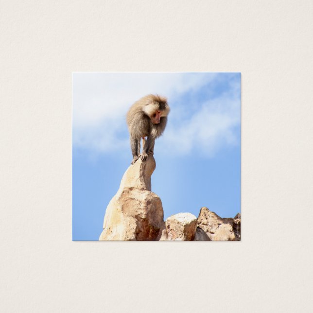 Macaco babuíno no topo de uma montanha (Frente)