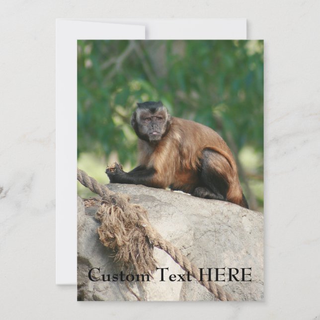 Macaco Capuchin, Cute Mas Cranky (Frente)