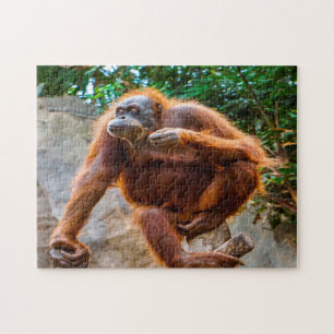 Macaco Chimpanzé. Quebra-cabeça de serra