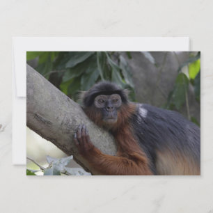 Macaco do Colobo Vermelho Ocidental