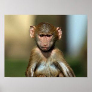 Macaco insolente - poster bonito/impressão do