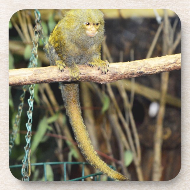 Macaco Marmoset Em Alerta, Porta copos (Frente)
