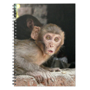 Macaco Scared com o caderno grande dos olhos