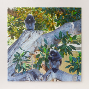 Macacos Black Langur Comendo, Quebra-cabeça