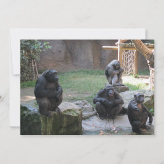 macacos engraçados