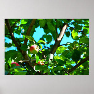 Maçãs de Macintosh no poster de Ile D'Orleans da