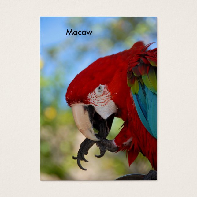 Macaw (Frente)