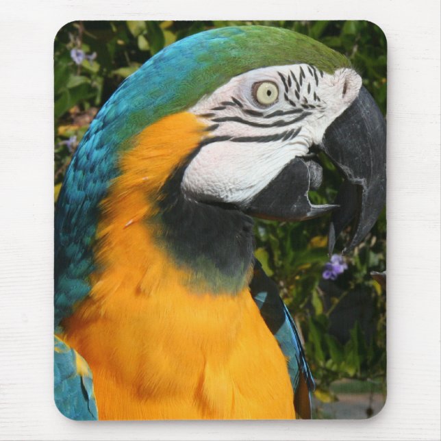 Macaw azul & Dourado Mousepad (Frente)