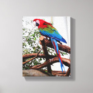 Macaw de asa verde #3 Canvas