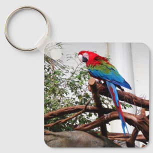 Macaw de asa verde #3 Chaveiro