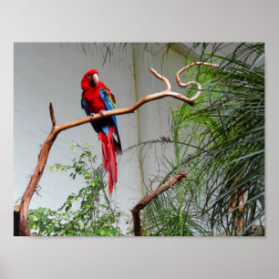 Macaw de asa verde nº 2 Poster