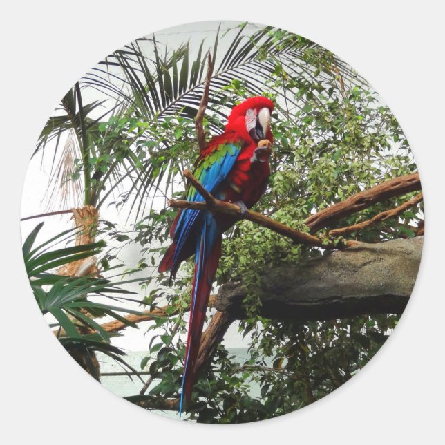 Macaw de asa verde nº 4 adesivos (Frente)