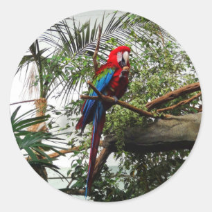 Macaw de asa verde nº 4 adesivos