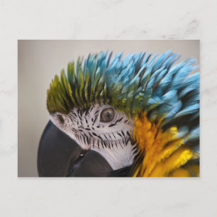 Macaw Parrot - Cartão postal
