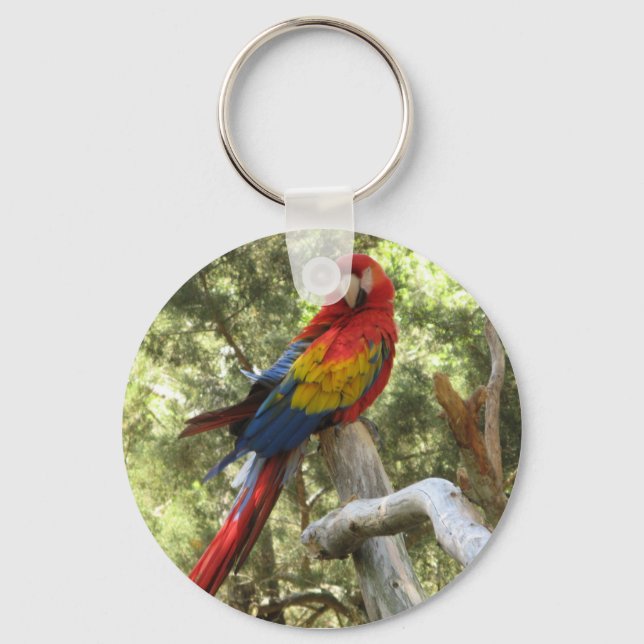Macaw Parrot Chaveiro (Frente)