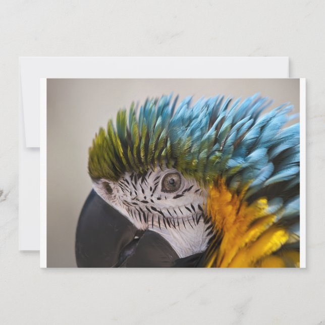 Macaw Parrot - Convite (Frente)