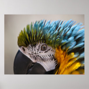 Macaw Parrot Retrato - Impressão de Arte Fina