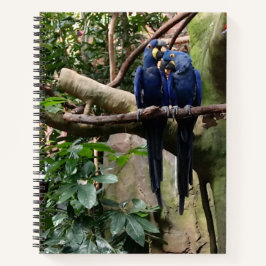 Macaw Parrot Spiral Notebook