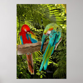 Macaw Parrots em Poster de floresta tropical