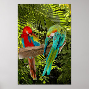 Macaw Parrots em Poster de floresta tropical
