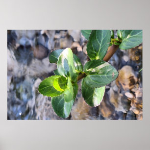 Macro de Folhas Verdes – Impressão de Fotografia B