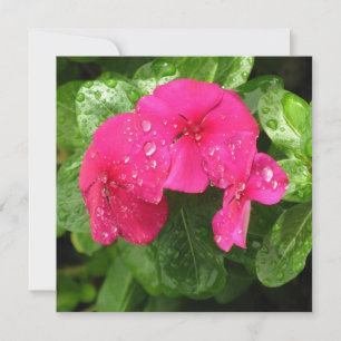 Macro Fotografia das Flores de Mola Rosa bonito 