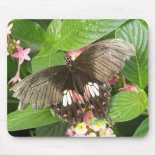 Macro Mousepad - Borboleta-do-diafragma