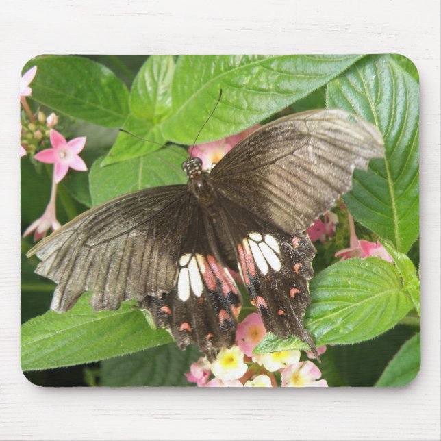 Macro Mousepad - Borboleta-do-diafragma (Frente)