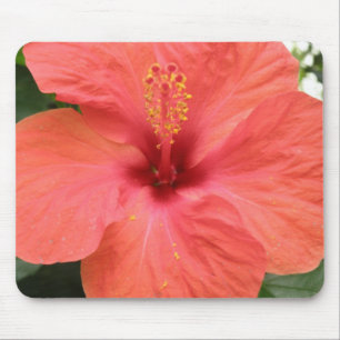 Macro Mousepad da Flor de Laranja Hibiscus