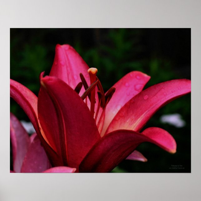 Macro Red Lily Floral Poster (Frente)