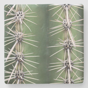 Macro Saguaro Cactus,Arizona, porta copos de pedra