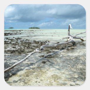 Madeira de morto no autocolante do Pacífico