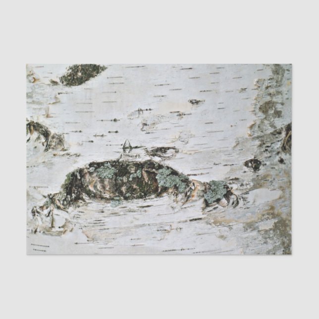 Madeira de vidoeiro do lenço de papel da natureza (Frente )