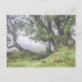 Madeira - Laurel tree no cartão postal de nevoeiro