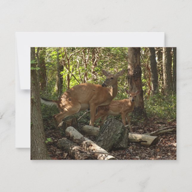 Madre e bebê veados no Parque Nacional de Shenando (Frente)