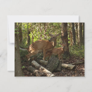 Madre e bebê veados no Parque Nacional de Shenando