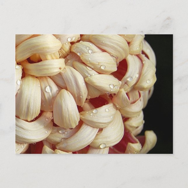 Mãe com Cartão Postal de Quedas d'água (Frente)