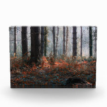 Magia da Floresta