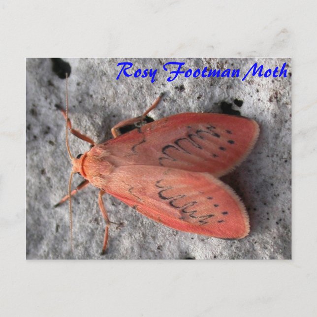 Magia da Matriz: Cartão postal Rosy Shoman Moth (Frente)