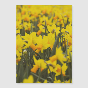 Magnet do Cartão-postal do Campo Daffodil